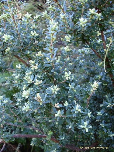 Broom Honey Myrtle