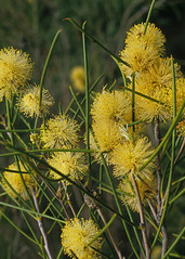 Broom Honey Myrtle