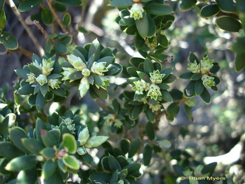 Broom Honey Myrtle